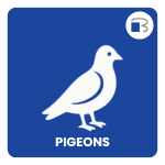 pigeon